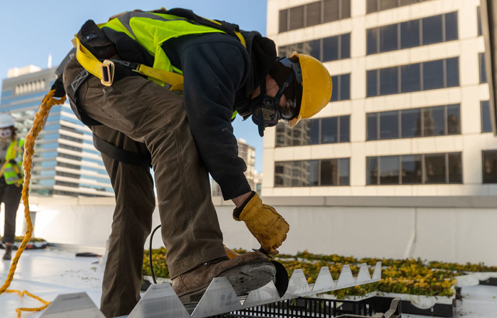 Worker planting greens on rooftop