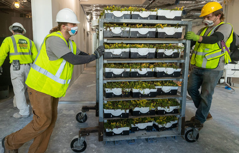 Two workers push a large tray of seedlings
