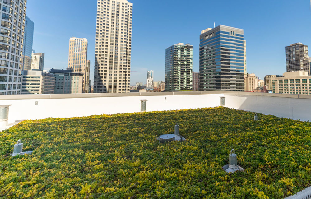 Large rooftop garden with Chicago skyline in view