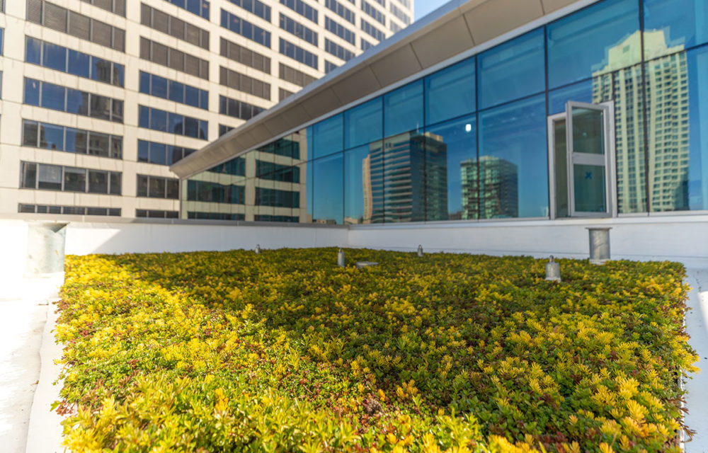 Large flowering rooftop garden